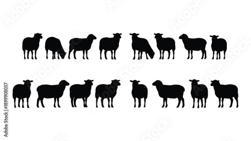 A flock of sheep silhouettes standing on a white background Vector