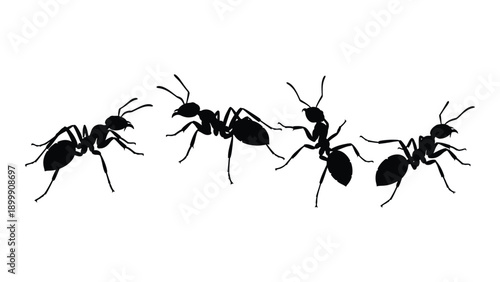 Four ants walking in a line on a white background Vector