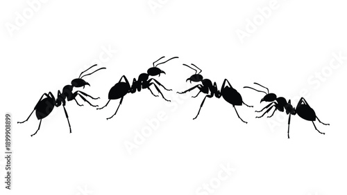 A group of ants walking in a line on a white background Vector