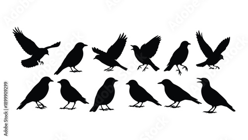 A flock of black birds in various poses and flight patterns against a white background Vector