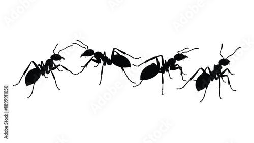 A line of black ants walking in a row on a white background Vector