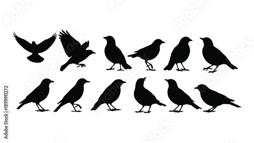 A collection of black silhouettes of birds in various poses and flight patterns Vector