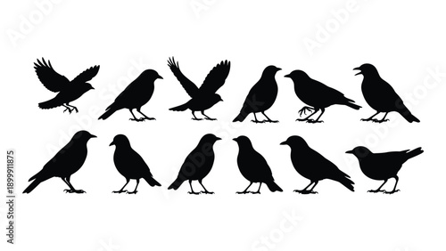 A variety of black birds in different poses and positions on a white background Vector