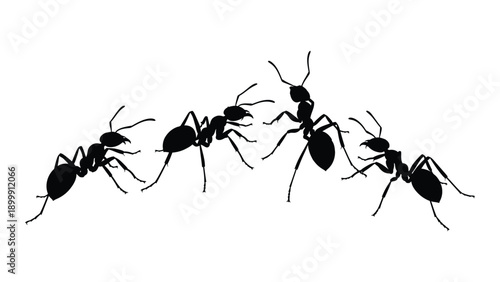 A group of ants marching in a line across a white background. Vector