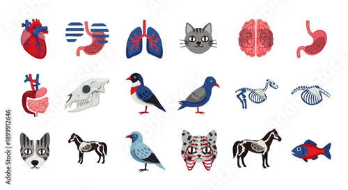 Anatomical and Animal Illustrations Collection.