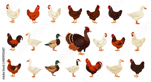 Collection of Various Chicken Breeds and Poultry.