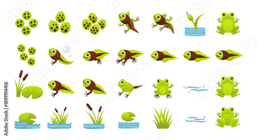 Frog Life Cycle Stages Cartoon Illustrations.