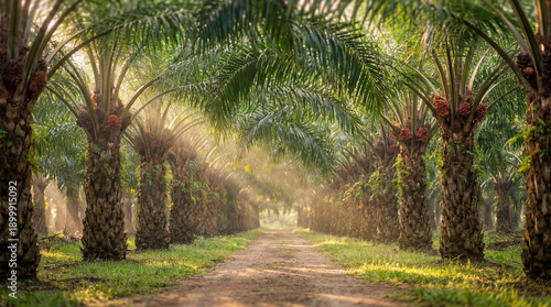 A picturesque dirt path meanders through a vibrant palm oil plantation, bathed in golden sunlight, highlighting the tropical beauty and harvest