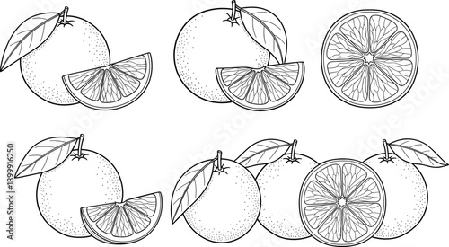 orange, oranges, citrus, fruit, slice, slices, illustration, vector, outline, lineart, handdrawn, sketch, botanical, fresh, healthy, organic, black, white, set, collection