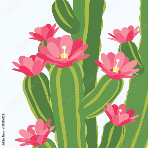Cactus with vibrant pink flowers blooming.