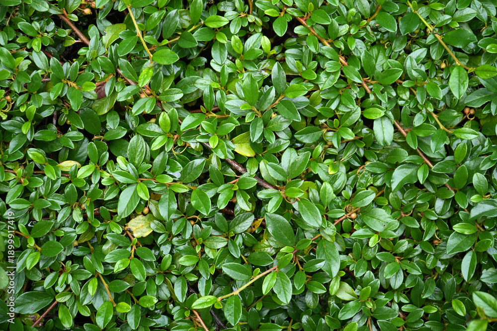 Obraz premium Cotoneaster horizontalis. Lush green foliage with vibrant leaves creates a dense natural carpet, showcasing the beauty of nature and the intricate details of plant life in a serene environment