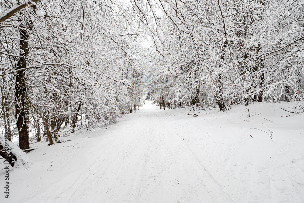 Obraz premium Snow-covered forest path forming a natural tunnel of trees in winter, suitable for travel, outdoor activity, seasonal background and nature concepts.