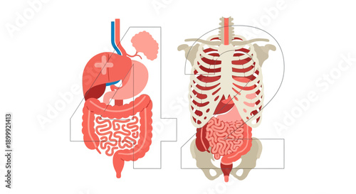 Human Anatomy: Digestive System and Skeleton - Medical Illustration