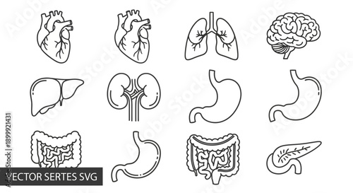 Human Anatomy Organ Icons Set Vector Line Art