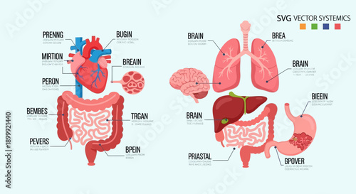 Human Anatomy Vector Illustration: Circulatory, Digestive, and Respiratory Systems