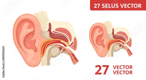 Human Ear Anatomy Cross-Section Diagram