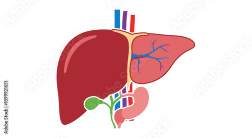 Human Liver Anatomy Illustration: Digestive System Organ with Gallbladder and Vessels