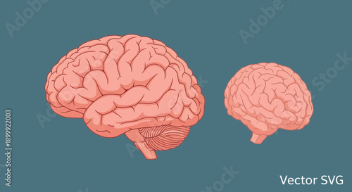 Human Brain Anatomy Comparison, Large and Small Size, Medical Science