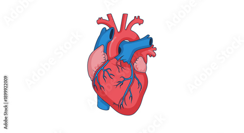 Human Heart Anatomy Illustration