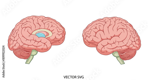 Human Brain Anatomy Illustration - Sagittal and Lateral Views