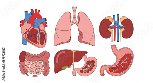 Human Organs Set: Heart, Lungs, Kidneys, Liver, Stomach, Intestines - Medical Illustration