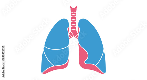 Human Lungs Anatomy Illustration - Respiratory System Icon