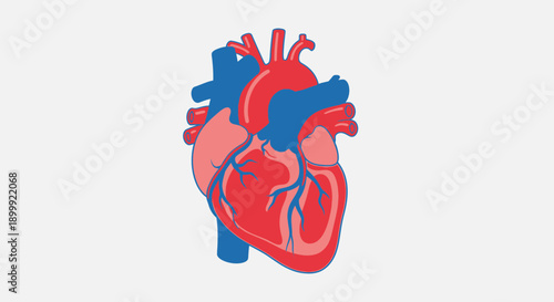 Stylized human heart illustration, medical concept, cardiology symbol