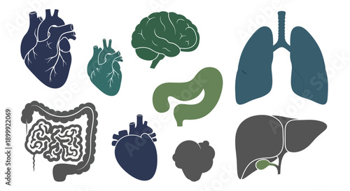 Human Anatomy Organs Collection: Heart, Brain, Lungs, Liver, Intestines, Stomach, Gallbladder