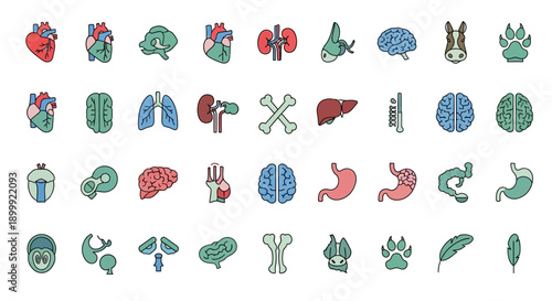 Human and Animal Anatomy Icons: Organs, Brains, Lungs, Hearts, Kidneys, Paw Prints