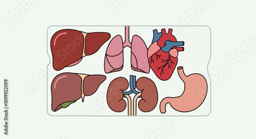 Human Organs Illustration: Heart, Lungs, Liver, Kidneys, Stomach