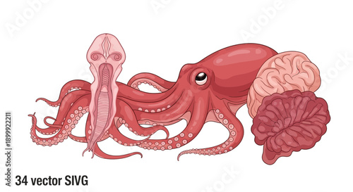 Octopus Anatomy, Brain, and Tentacles - Biological Illustration