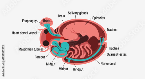 Insect Anatomy Diagram: Detailed Cross-Section of Digestive and Nervous Systems