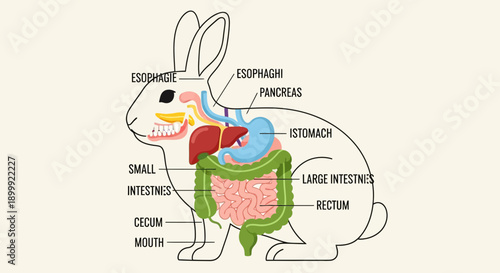 Rabbit Digestive System Anatomy Diagram - Veterinary Education
