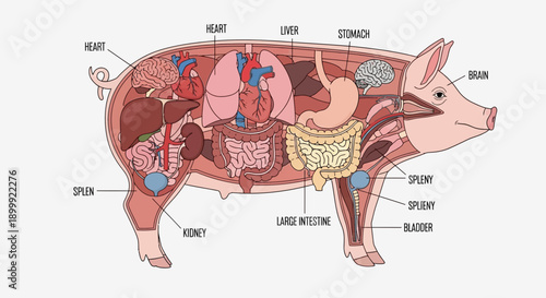 Pig Anatomy Diagram: Internal Organs and Systems