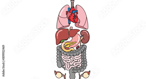 Human Anatomy Organ System Diagram - Medical Illustration