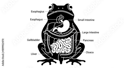 Frog Anatomy Diagram: Digestive System Labeled Illustration