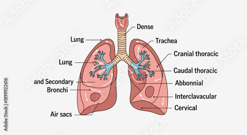 Human Lungs Anatomy Illustration with Labels - Respiratory System Diagram