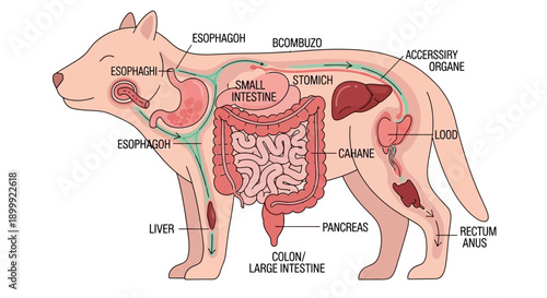 Dog Digestive System Anatomy Diagram