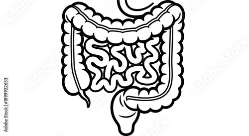 Human Digestive System Anatomy - Large and Small Intestine Outline