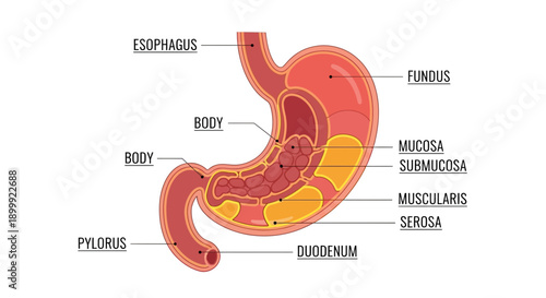 Human Stomach Anatomy Diagram: Esophagus, Pylorus, Duodenum, Layers