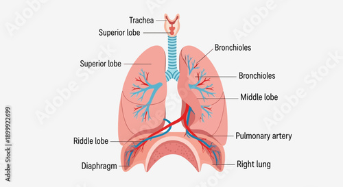 Human Lungs Anatomy Illustration with Labels - Respiratory System Diagram
