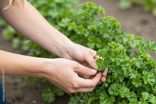 A pair of hands gently hold sprouting parsley