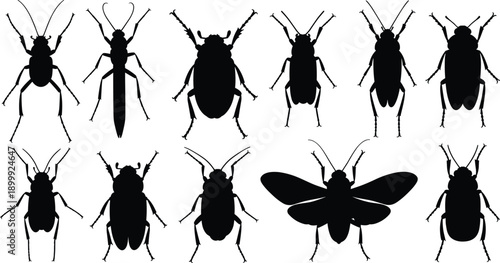 Black vector silhouettes of various insect species showing distinct anatomy, wing shapes, and antennae for entomology and educational design use.