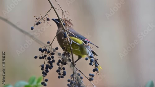 Cedar Waxwing Feeding on Berries in Winter