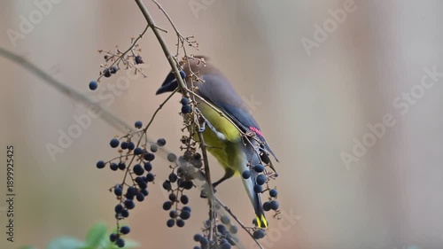 Cedar Waxwings Feeding on Winter Berries
