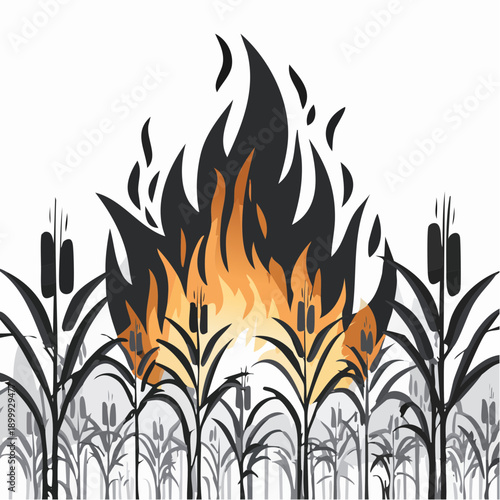 Sugar cane field engulfed in raging fire at night, creating thick smoke and bright orange flames rising from the crops