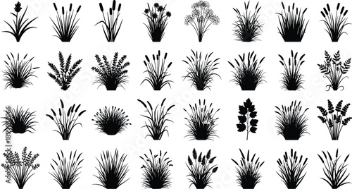 Grass and reed plant silhouette icon set featuring meadow vegetation and cattails black vector collection isolated on white background