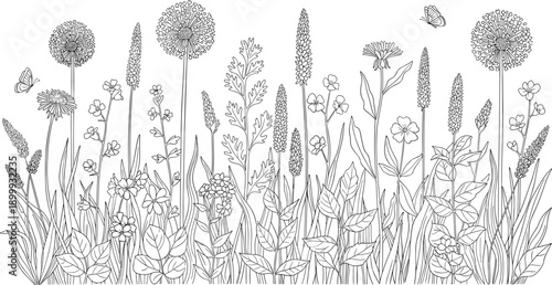 Hand drawn wildflower meadow line art illustration with butterflies and diverse botanical plants, isolated on white background, vector design