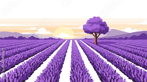 Lavender field at sunset with purple tree in flat style