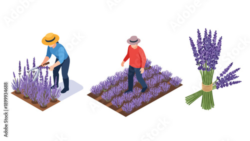 Isometric lavender farming scene with farmers and freshly harvested bouquet